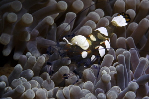 Clown

Pacific Clown Anemone Shrimp 
(White-Patched An... by Jörg Menge 